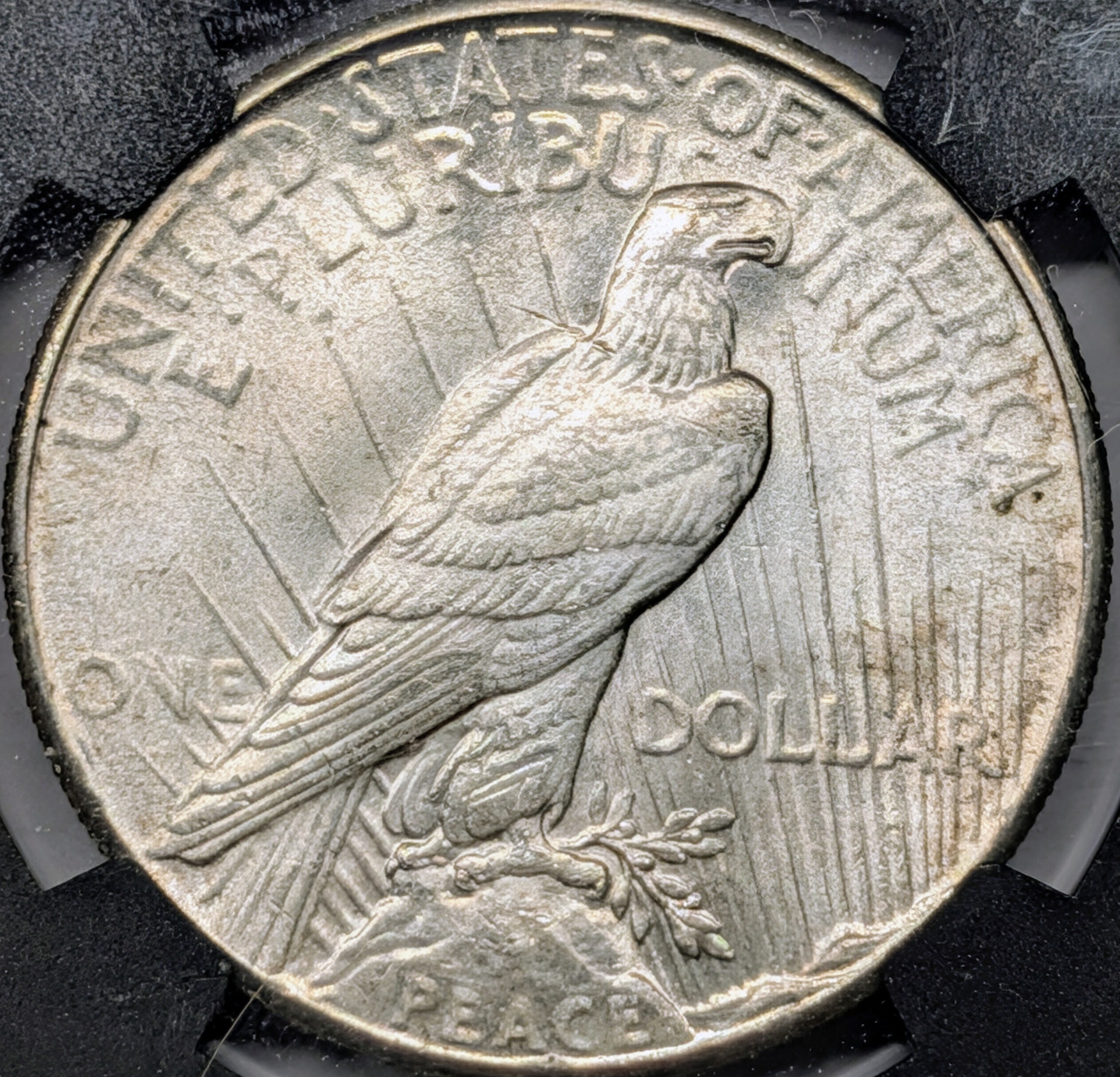 mqrj02qc-03-reverse.jpg